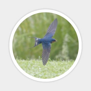 Barn Swallow in Flight Magnet